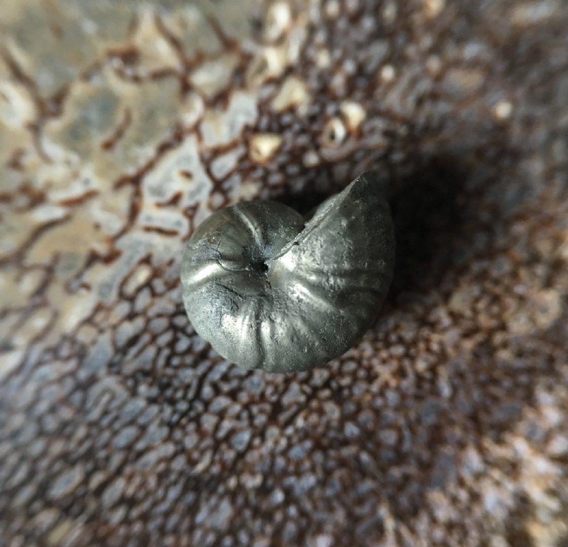 头足纲小传(11)迷途之家:齿菊石目 - 知乎