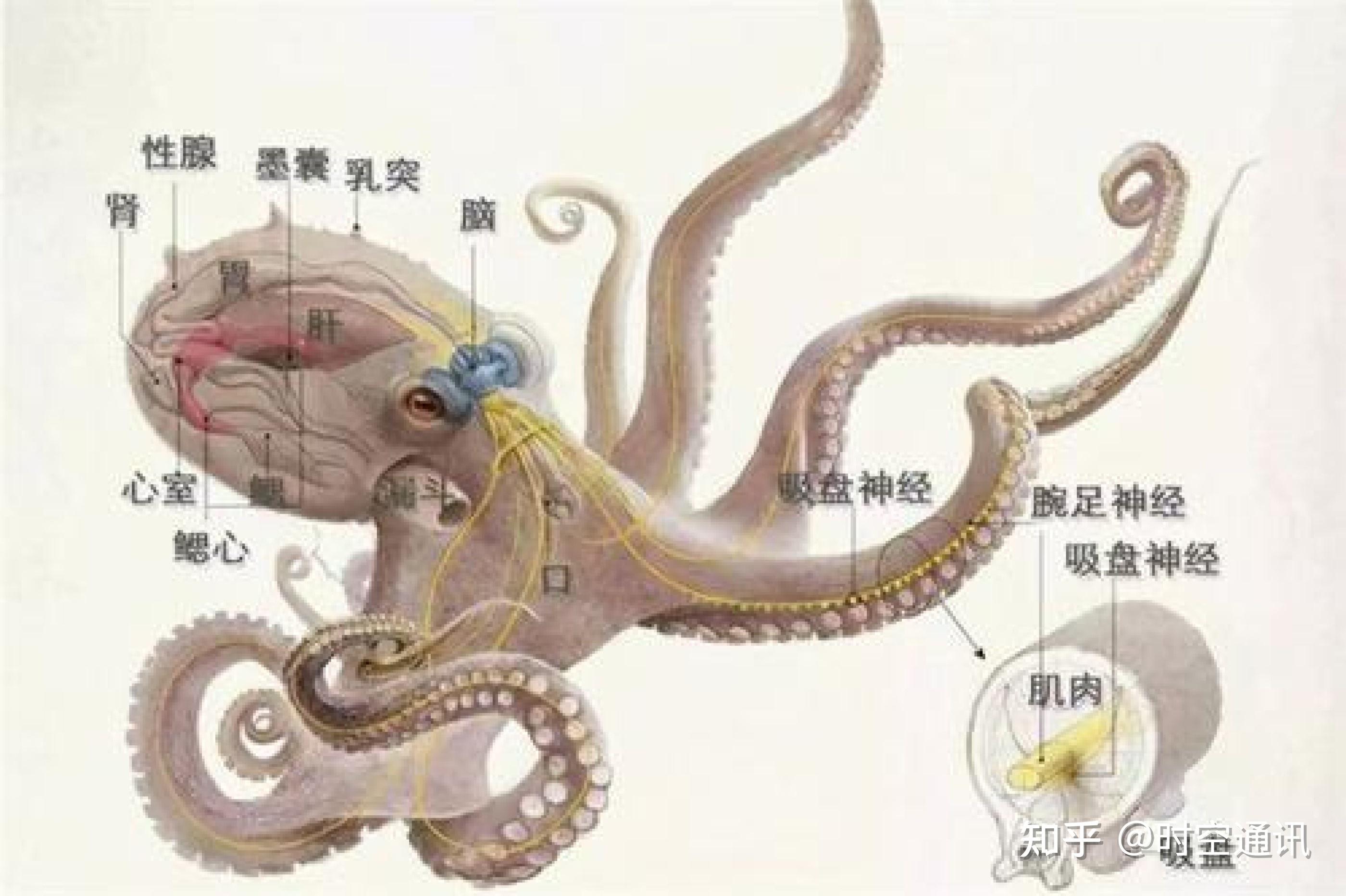 章鱼结构图解图片