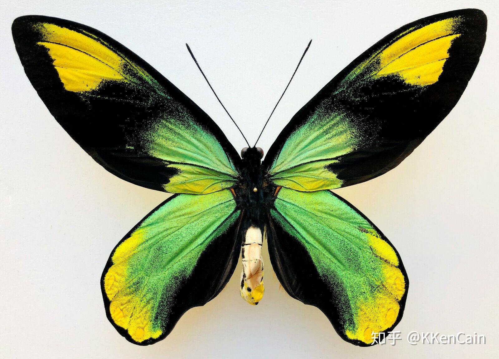 这种蝴蝶早些时候是属于裳凤蝶属中,现已经重新划分独立的鸟翼蝶属中