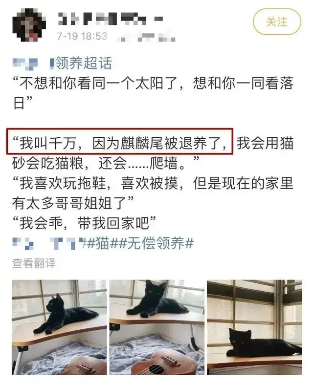 我家猫的尾巴怎么像猪尾巴?兽医:这是万里挑一的麒麟猫!