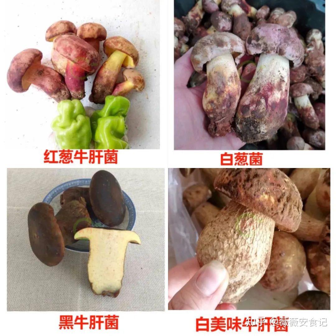 终于知道云南人为什么那么执着于吃野生菌子了......