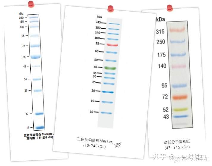 乾貨分享蛋白marker你需要了解這些