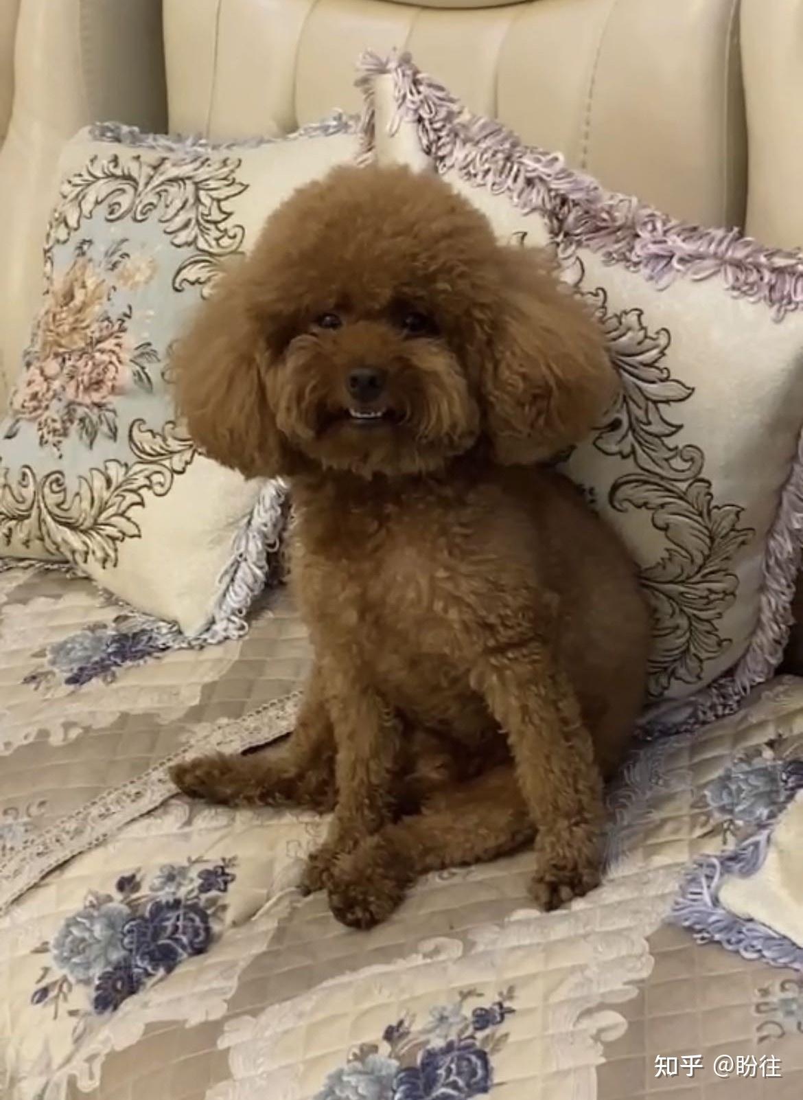 山东省临沂市兰山区重金寻狗2000寻棕色泰迪