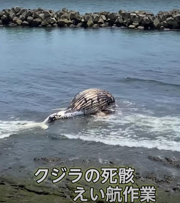 横滨 东京湾出现不明臭味 东京大地震前兆 知乎