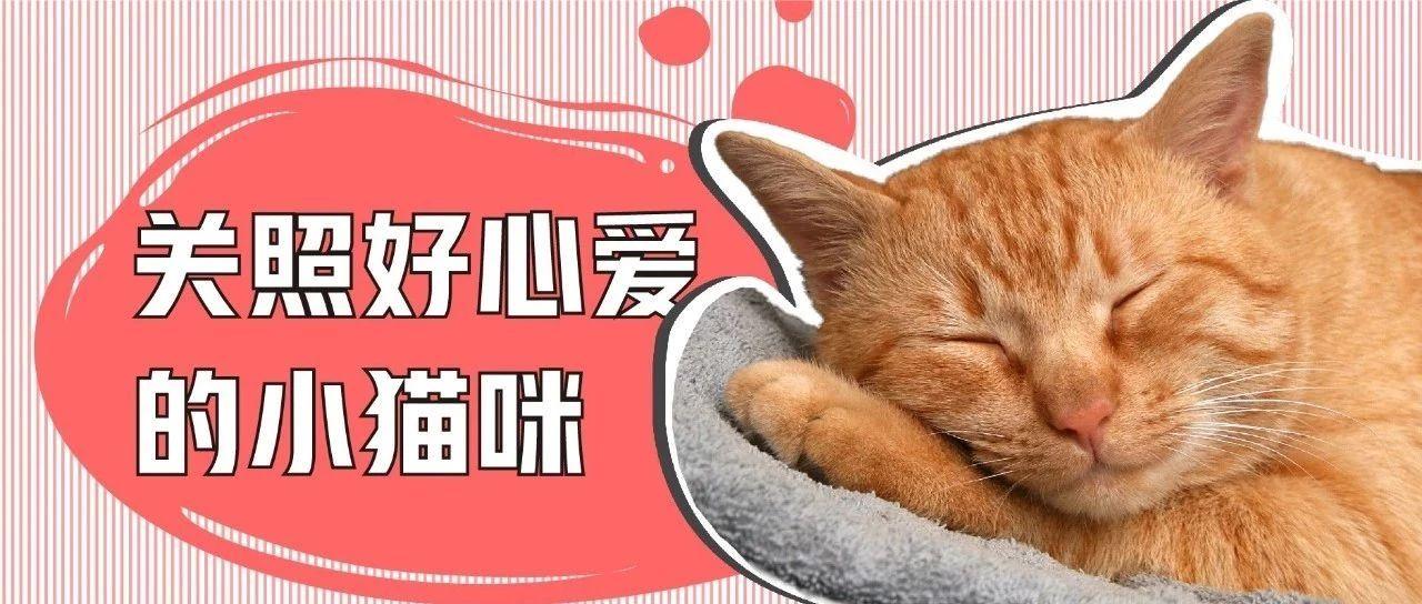 猫咪毫无征兆地猝死 家长要警惕这9大致命原因 知乎