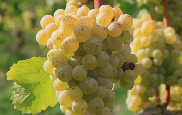 Muscat、Moscato、Muscadelle 和 Muscadet 有啥区别？ - 知乎