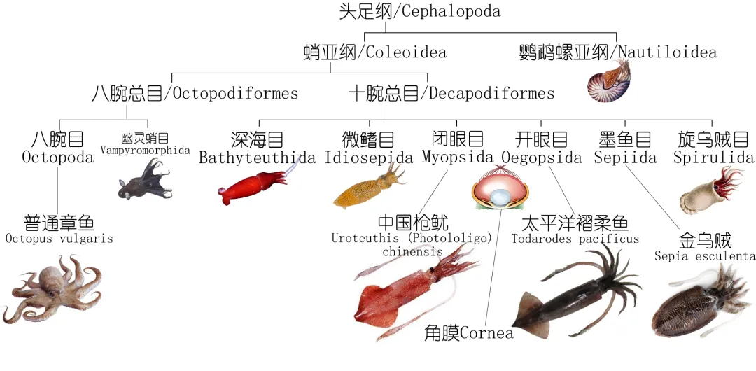 鱿鱼中文解剖结构图图片