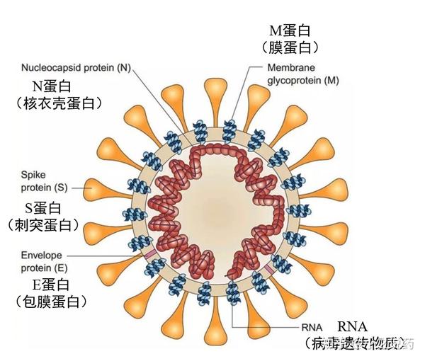 SARS-CoV-2的入侵、增殖与变异 - 知乎