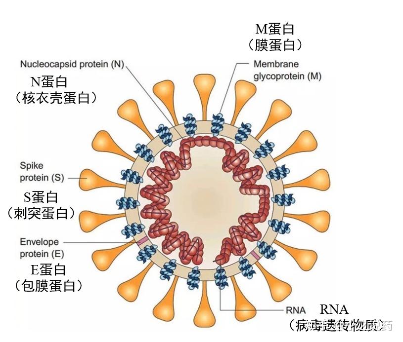 sars病毒样子图片