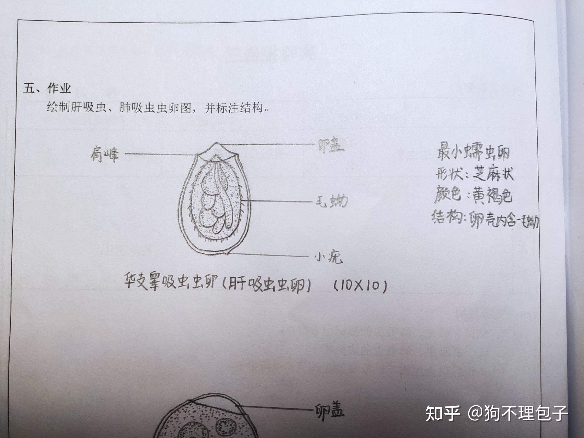 肺吸虫虫卵手绘图片图片