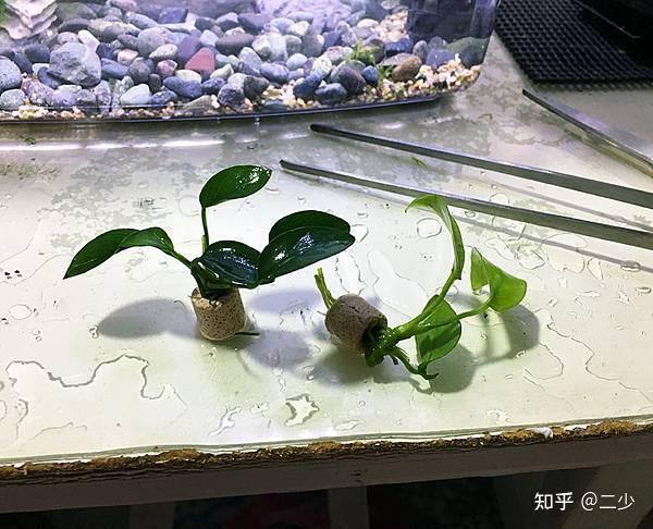 養魚嗎孔雀魚新手入門教學