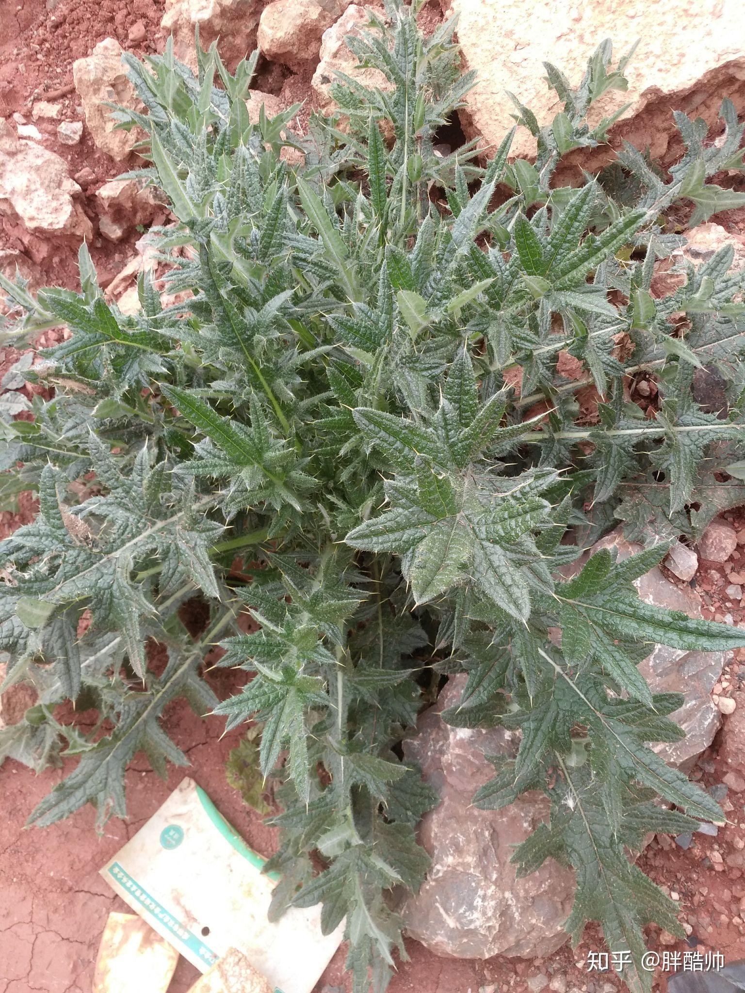 样子,喊做鸡翅根回家先丢一边不管阳台上把腊排骨取下来分几支丢锅里