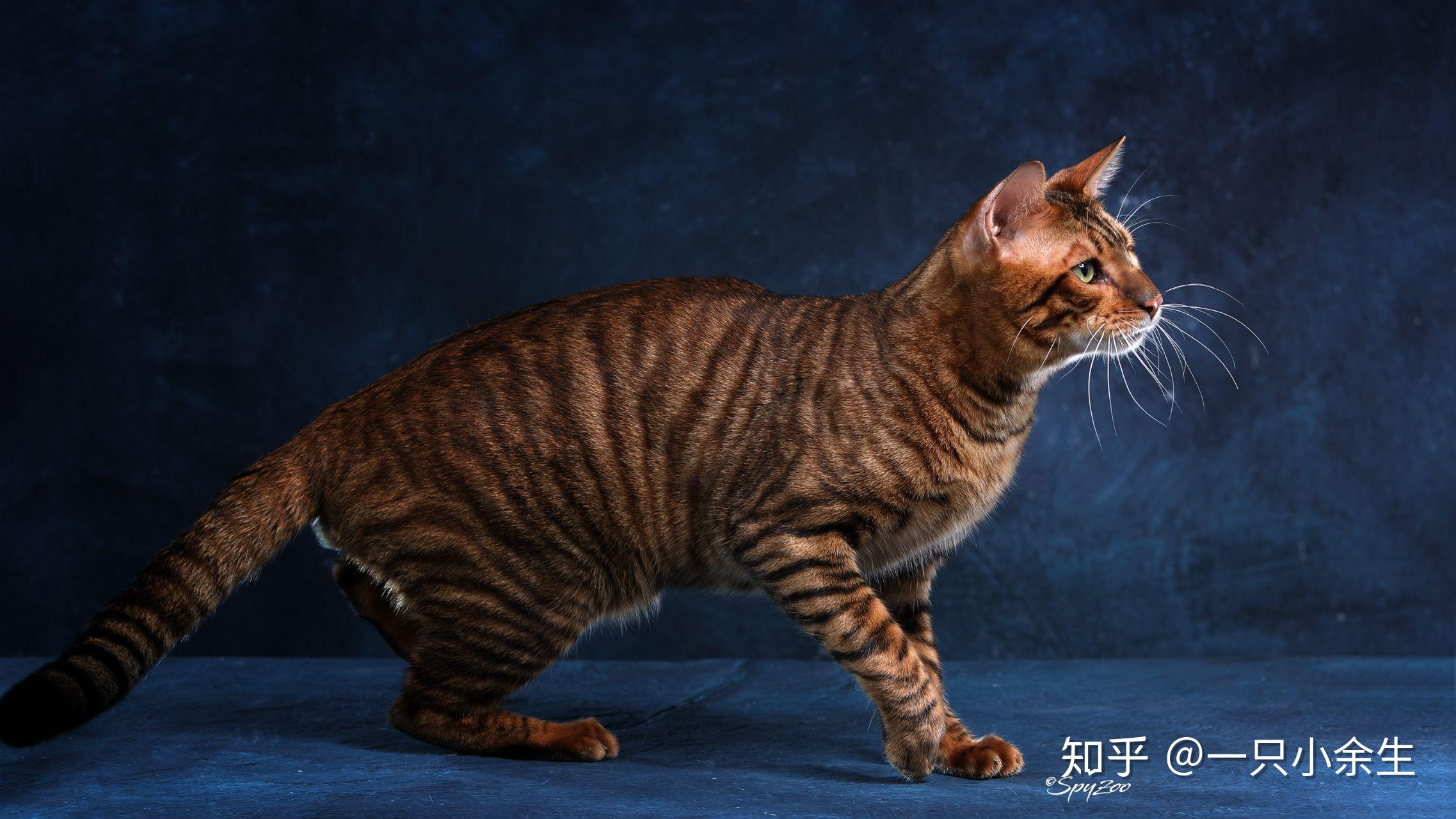 缩小版老虎玩具虎猫