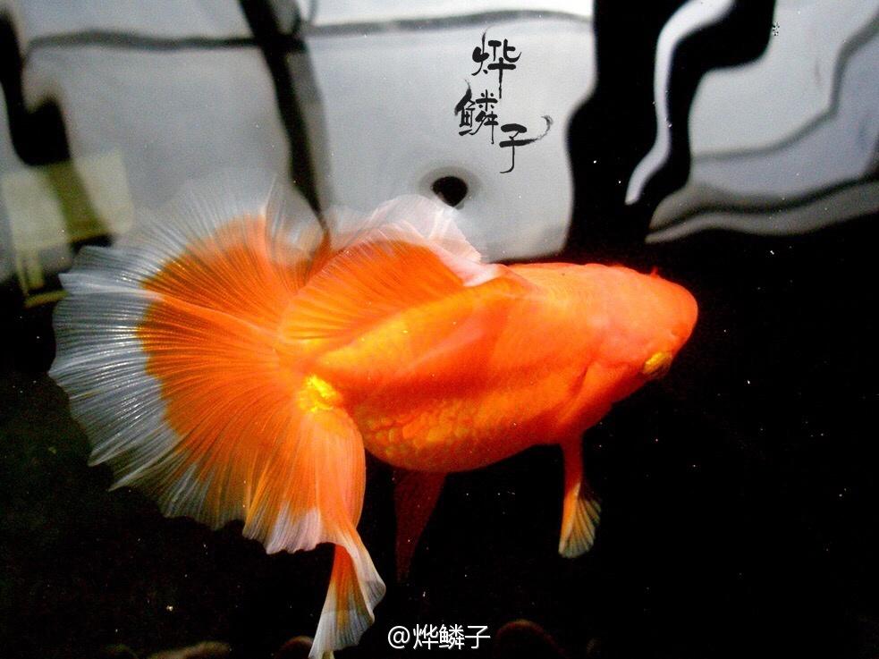 土佐锦的美丽密语,以及一条土佐锦金鱼的成长记录 - 知乎