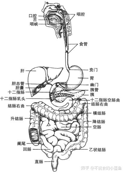将十二指肠以上懂得消化管为上消化道、以下的为下消化道 第一节 消化管
