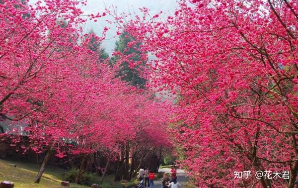 又到樱花烂漫季,10种美丽樱花品种推荐 - 知乎