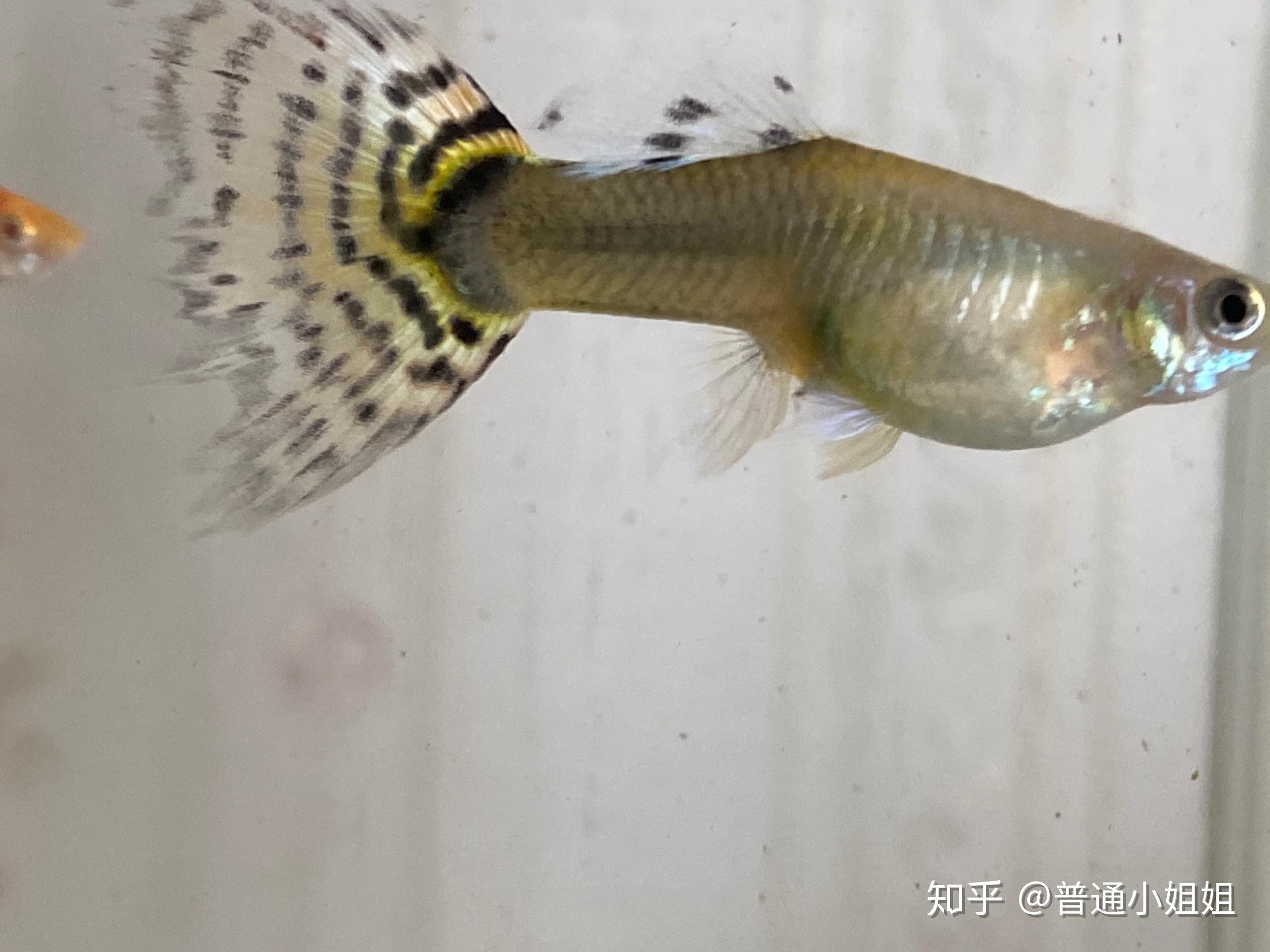 孔雀鱼这样是不是怀孕了