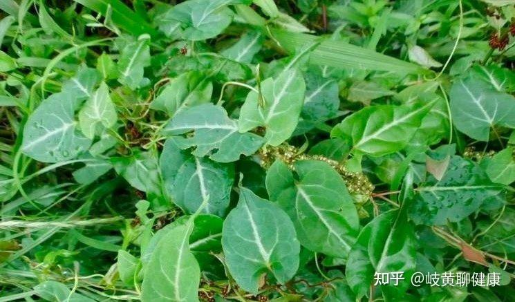 别名:首乌藤,棋藤 植物特征: 夜交藤为蓼科植物何首乌的藤茎或带叶藤