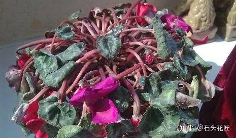 仙客来：蔫头、耷拉？用上3个“小技巧”，花箭嗖嗖窜，花开不停 - 知乎