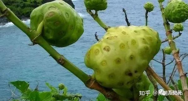 揭秘世界最危险的树:毒番石榴树,触碰、砍伐、燃烧皆不能! - 知乎