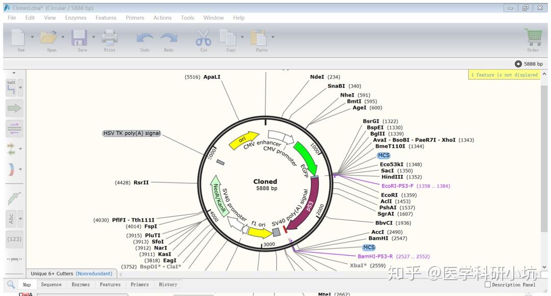 snapgene add prier