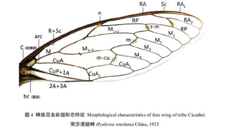 蝉翼表面是有纳米结构的