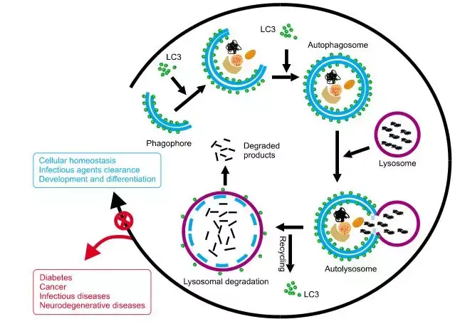 我吃自己是为了更好地活着——细胞自噬与人类疾病 - 知乎