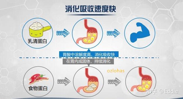 论乳清蛋白的重要性