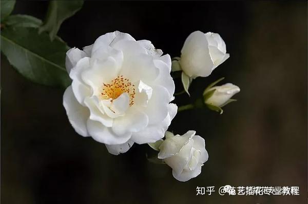 薔薇花的花語以及它美麗的傳說