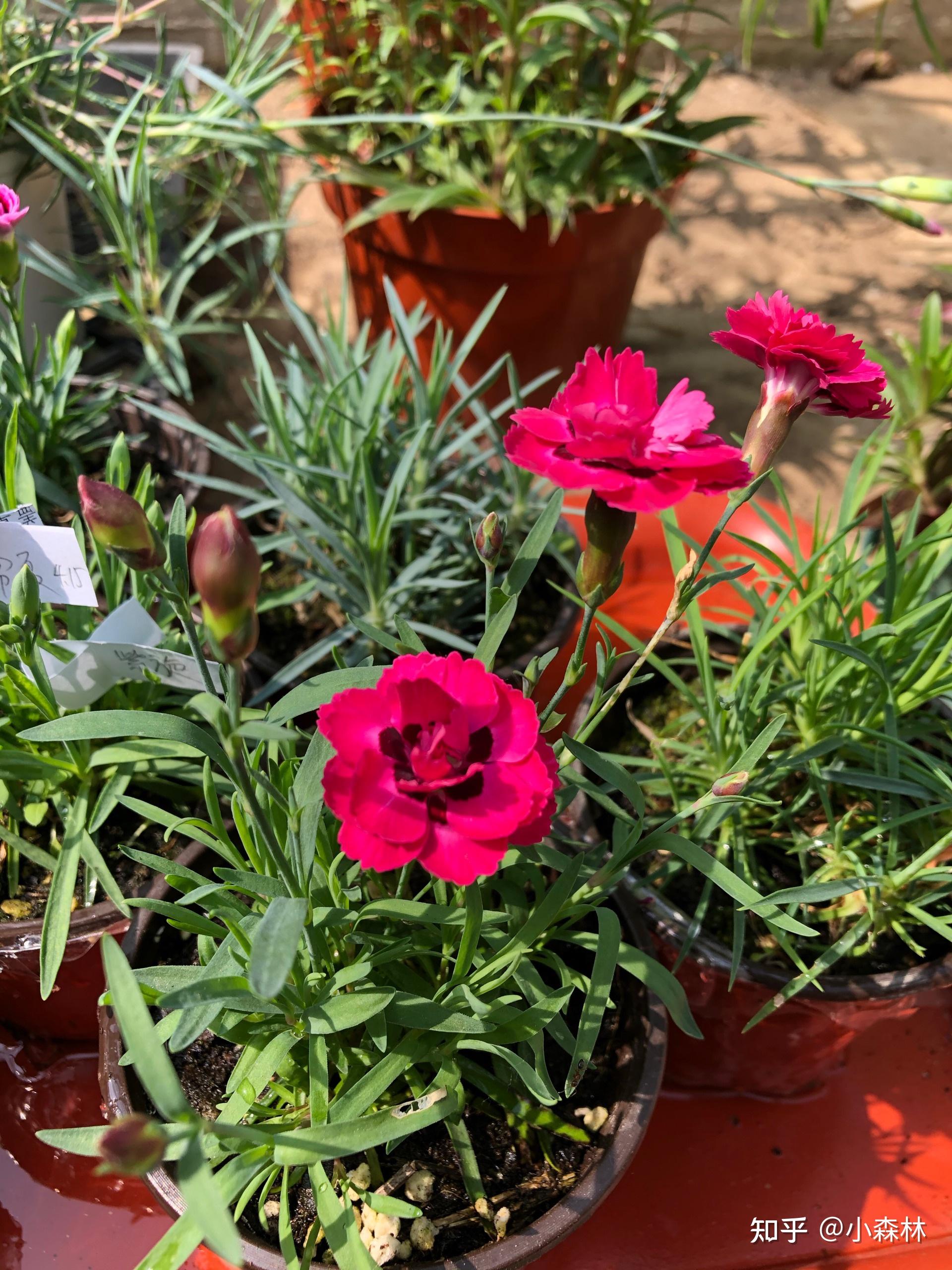 石竹懒人养花首先