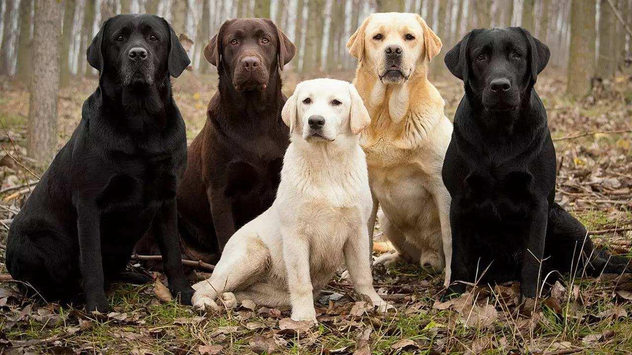 拉布拉多幼犬價格