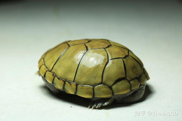 「蛋龟」黄泽泥龟饲养基础介绍,明明白白饲养一只小黄泽 - 知乎