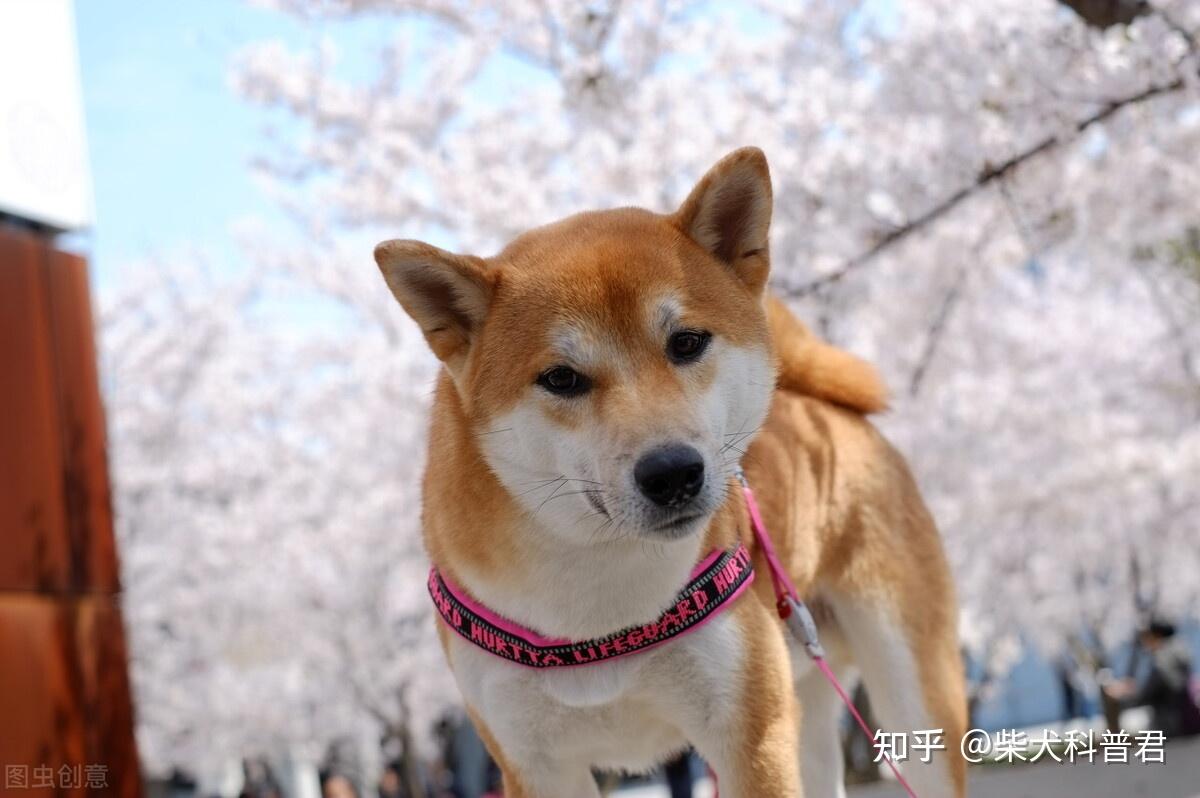 2021下半年柴犬價格走勢如何會崩盤嗎