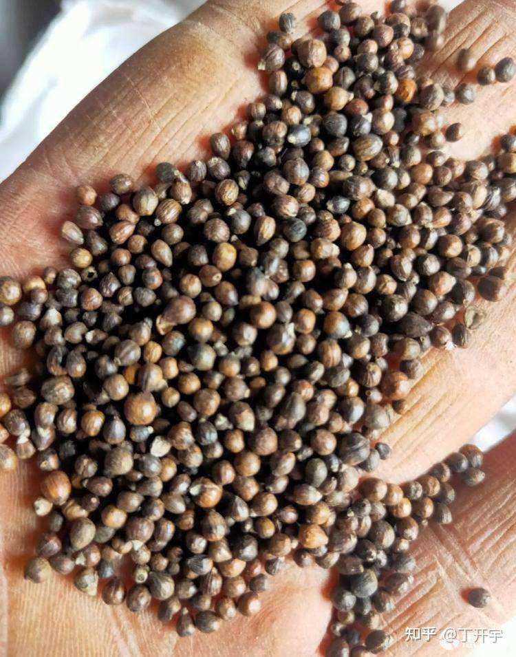 鱼腥草有种子吗? - 知乎