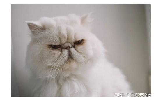 泪痕,中暑,角膜炎?短鼻猫的日常养护指南 - 知乎