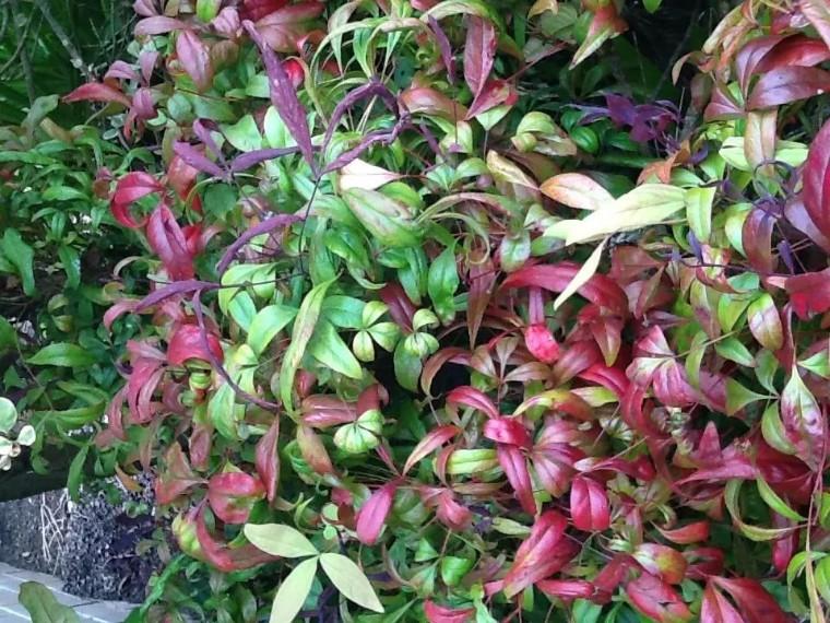 100种观叶植物 | No.22 南天竹养护攻略 - 知乎
