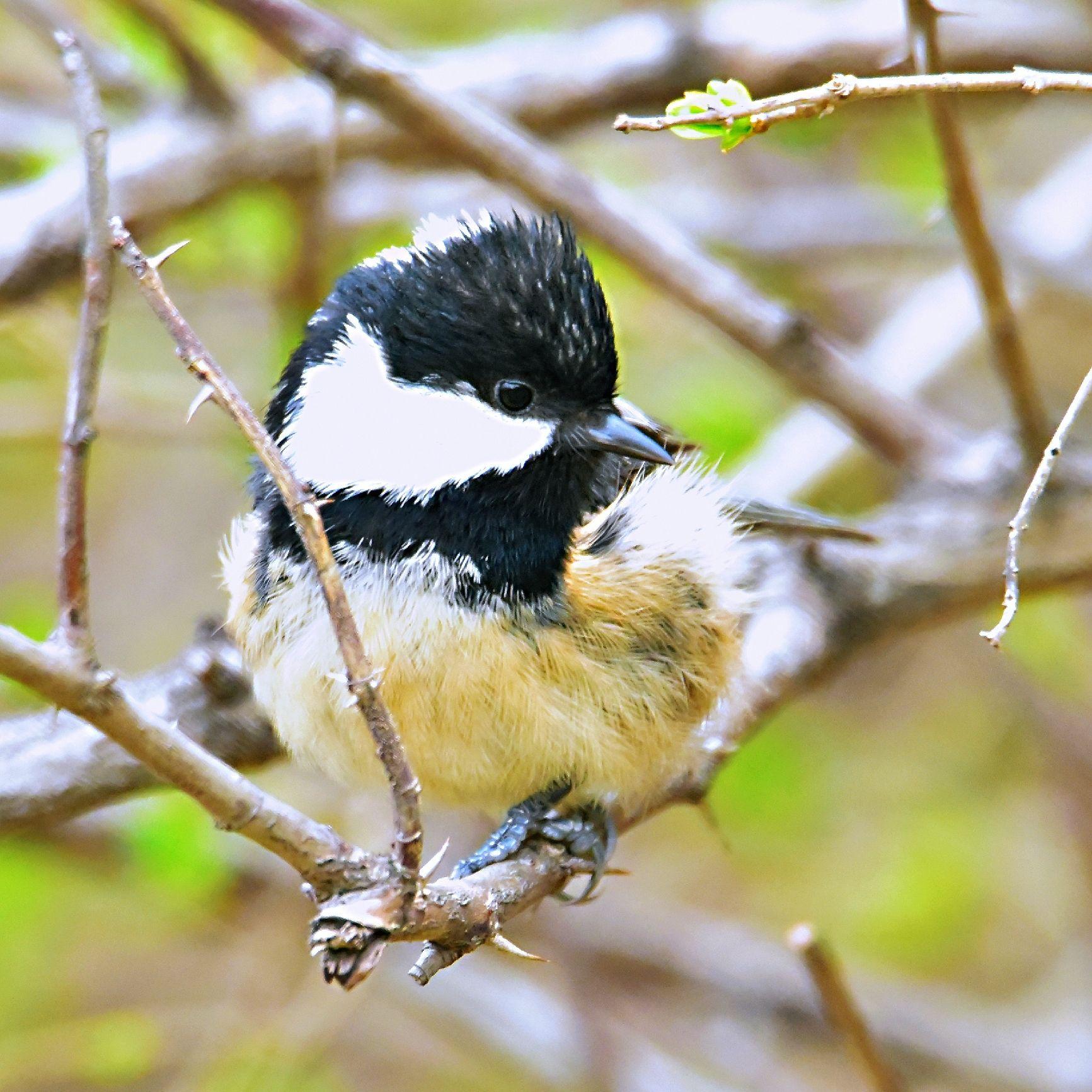 可爱的苍背山雀