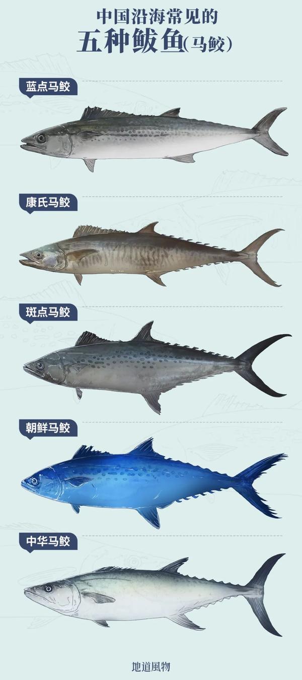 南方vs北方,哪里的鲅鱼(马鲛)最好吃? - 知乎