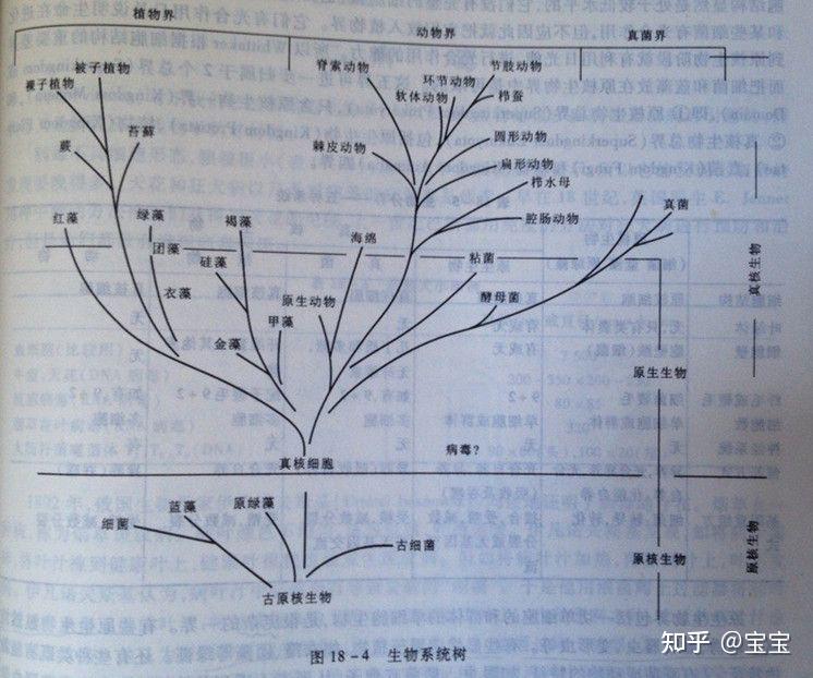 生物进化树整理 - 知乎