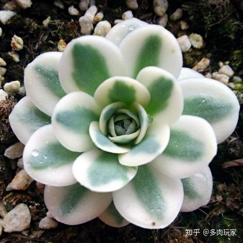 慢生活 轻阅读 1711期 知乎