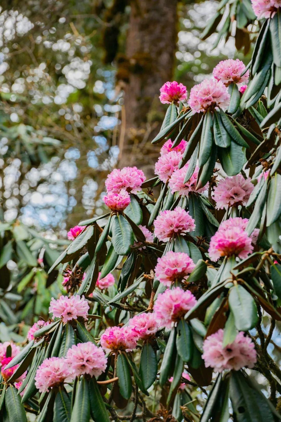 因降雨少,气温回暖快等原因,今年格萨拉片区的高山杜鹃花期提前,主要