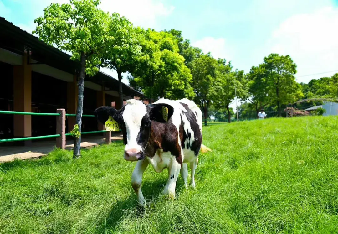 奶牛本命年这些优质奶牛你认识几个