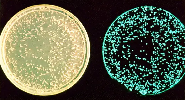 在脑子里养细菌的发光鱿鱼,美味之余还找到了抗击病菌的新思路