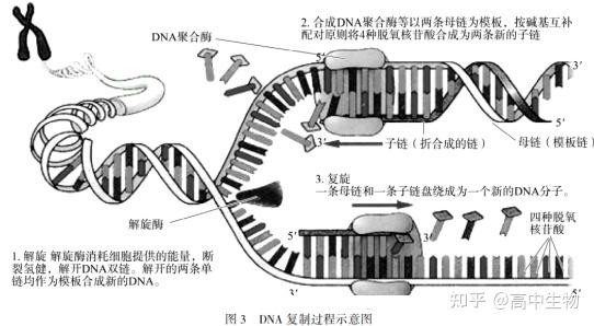 为什么DNA的复制方向是5'端→3'端 - 知乎