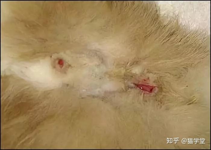 解密全图解阉割公猫的全过程