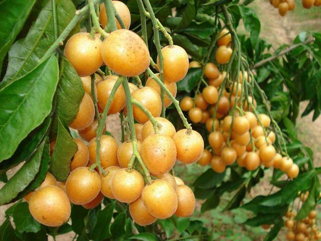 黄皮是啥水果 v2-23839c94b64fe7f3a00ee48520cd9566_r.jpg