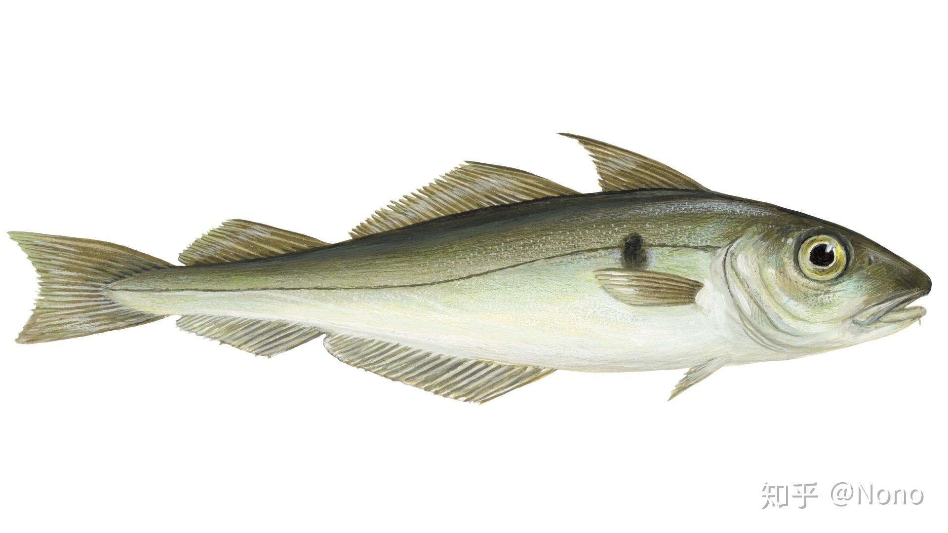  tilapia vs haddock 
