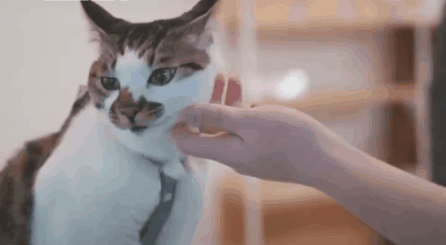 女子捡到“乖巧猫”,到家后原形毕露:竟是绿茶心机婊! - 知乎