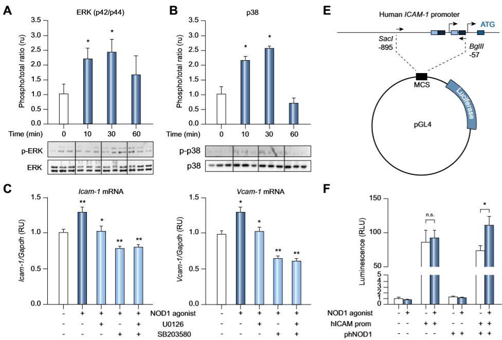 The journal of hepatology nod1 