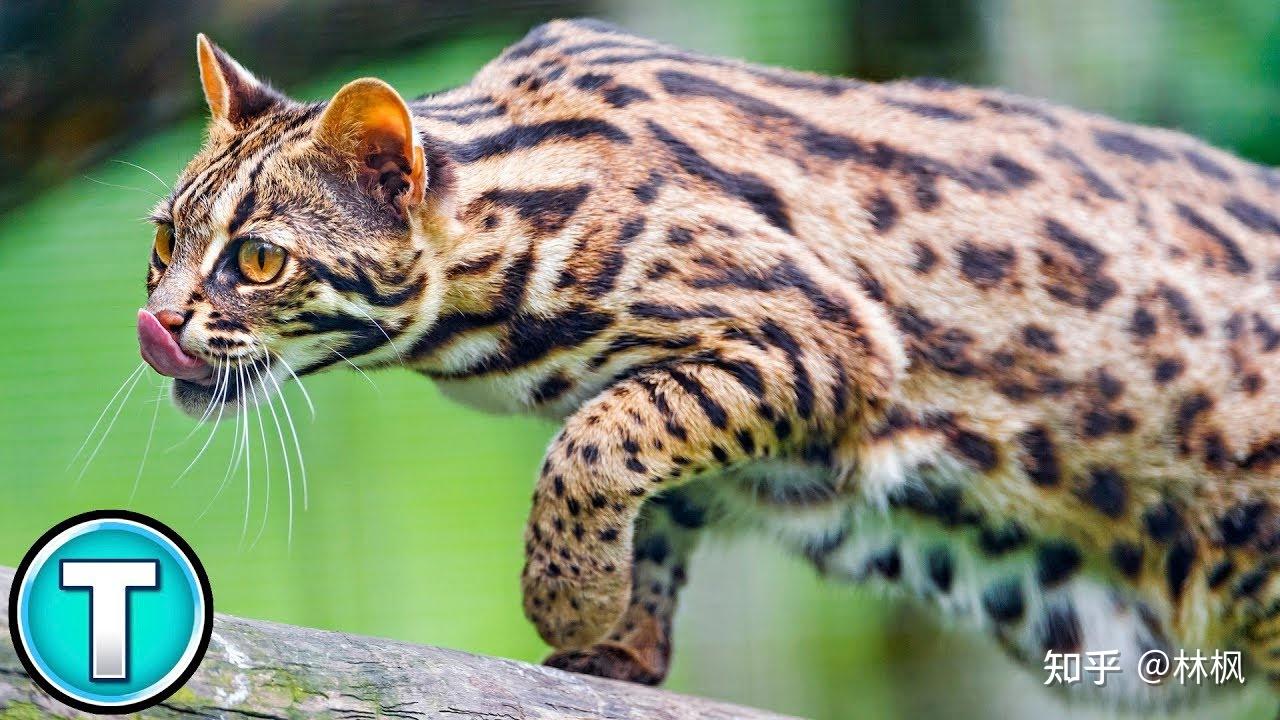 孟加拉豹猫(bengal)繁育人培育豹猫的初衷是把注意力集中在颜色上
